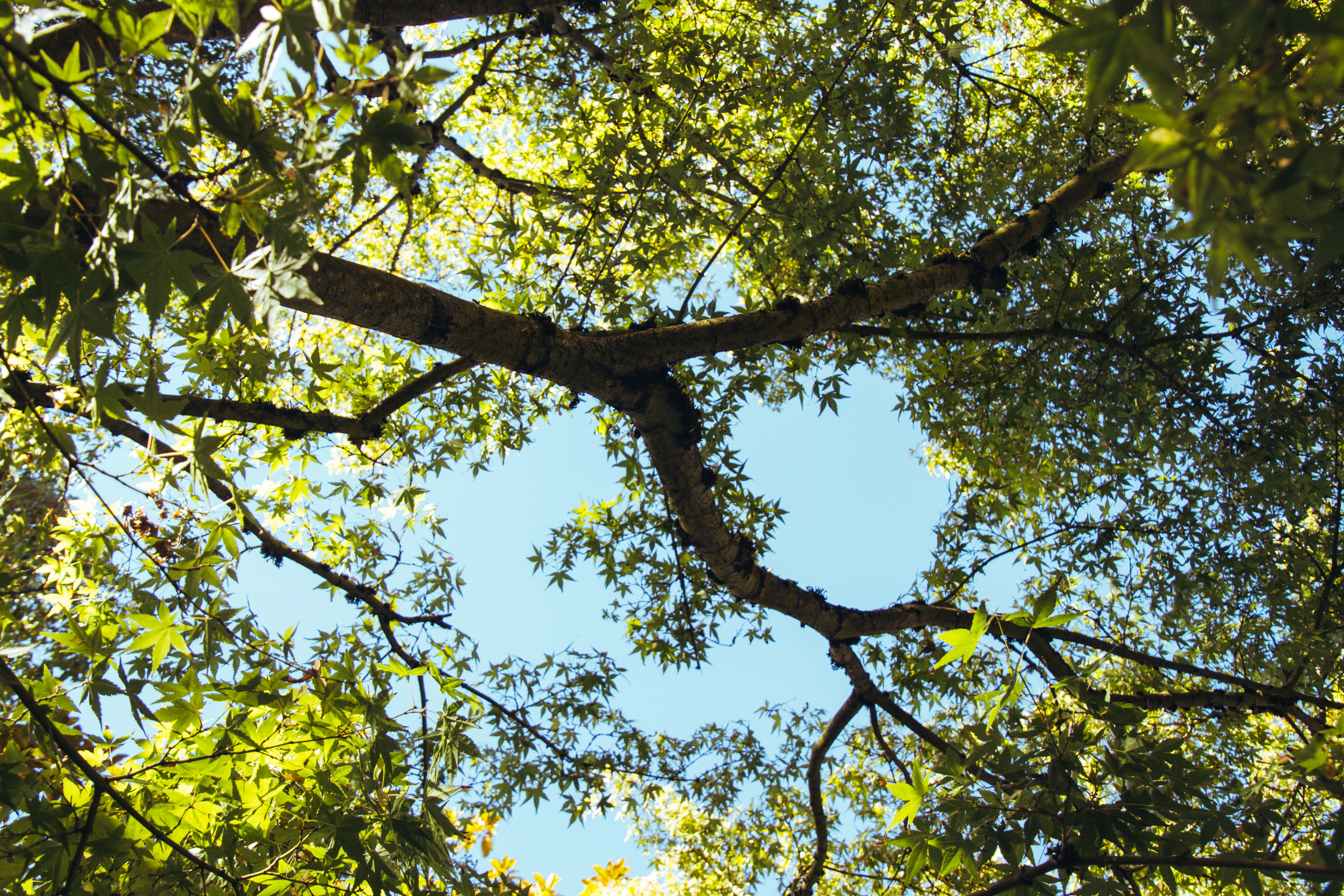 green leaf tree during daytime